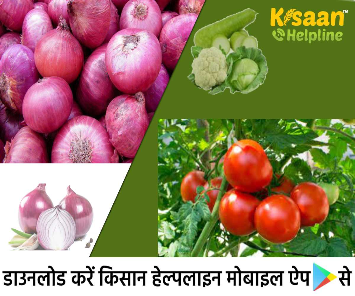 प्याज की कीमतों में मजबूती के आसार, प्याज के साथ ही टमाटर और सब्जियों जैसे पत्तागोभी और लौकी की कीमतों में भी हुई वृद्धि